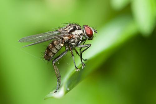 Hylemya vagans